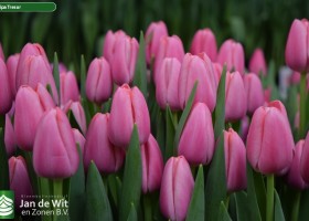 Tulipa Tresor ® (2)